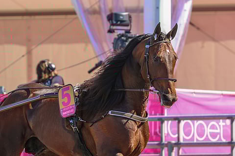 Francesco Zet ravihevonen