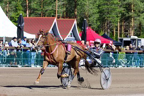 Raviurheilu hevosurheilu ravihevonen