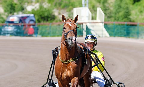 Weikko on juhannusperjantain seuratuin hevonen.