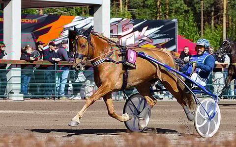 Huisi Hippu ravihevonen hevosurheilu