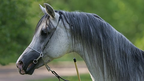 Wytok (Ecaho ox - Palas ox)  lähti vihreämmille laitumille. 