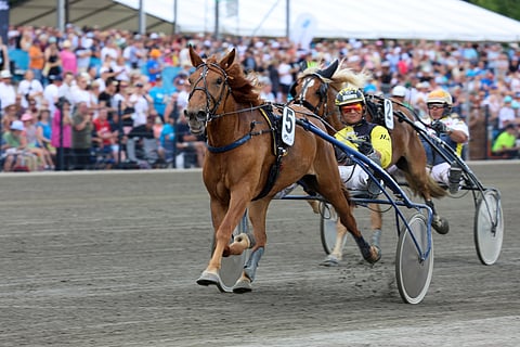 5-vuotias Cimallus kuuluu ikäluokan kärkihevosiin.