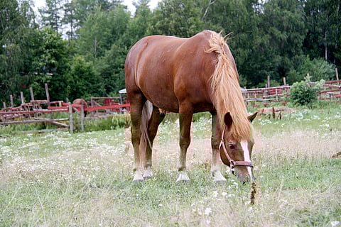 Hevosten omakohtainen kohtaaminen on todettu yhdeksi parhaimmista keinoista edistää hevosalan myönteistä imagoa.