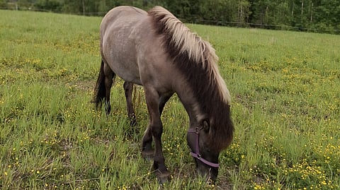 Magnadis fra Stenkullagård jouduttiin lopettamaan pahojen vammojen takia. 