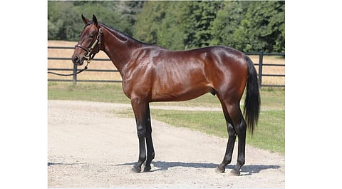 Huutokauppa Solvalla