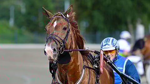 Vänrikki menestyi urallaan mukavasti Kim Åkerlundin tallista.