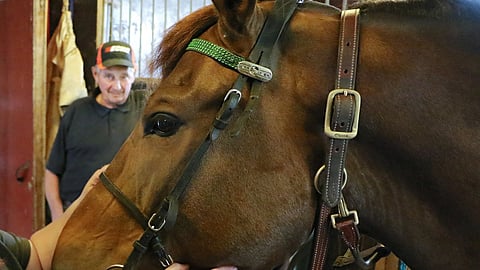 Matti Kantalainen seuraamassa Humisevan lenkille lähtemistä.