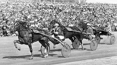 Viluma juoksi ravikuningattareksi Aila Wäggin ohjastamana Lappeenrannan Kuninkuusraveissa vuonna 1977.