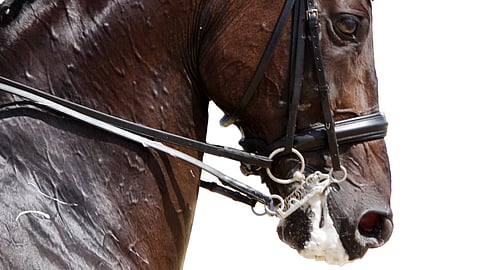 Järjestöjen antamien lausuntojen nojalla ei vielä vallitse yhteisymmärrys siitä, mitä hevosasetukseen tarvitsee kirjata. Esimerkiksi turparemmin säätelyn tarpeellisuudesta asetustasolla ollaan kahta vastakkaista mieltä. 
