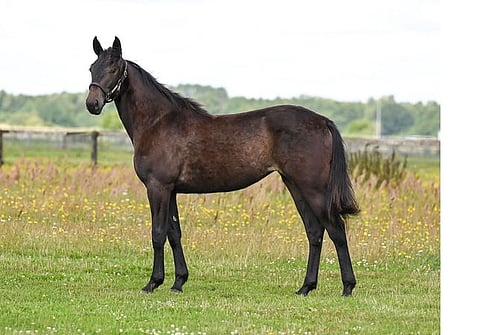 Huutokauppa Ruotsissa