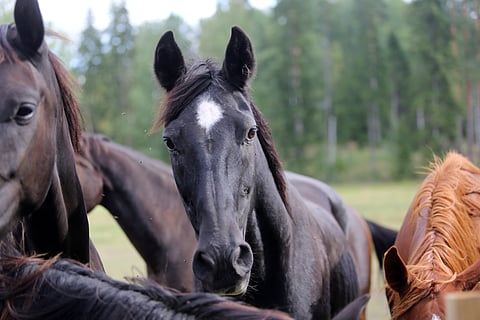 Musta tamma Dolce Vita. 