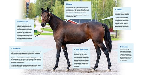 Kuinka valita huutokaupasta paras varsa? – Stefan Melander: "Pitää olla tarkka sen suhteen, mitä näkee"