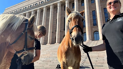 Suomenhevoset juhlistivat julkilausumaa läsnäolollaan Eduskuntatalon edessä suomenhevosen päivänä. Kuvassa kirkkonummelaisen Rauhalan tallin Hilda ja Sakari sekä Salla Levander ja Hanni Andersson.  
