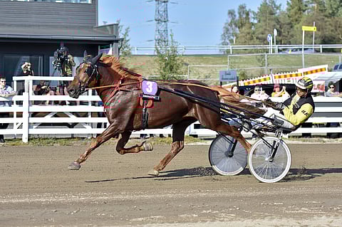 Henri Bollström on Carun hovikuski.