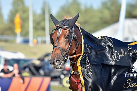 Ikäluokkatähti Caru kilpailee seuraavaksi suomenhevosten Suur-Hollola-ajossa.