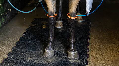 Kylmäysletkut ovat useilla talleilla ahkerasti käytössä.