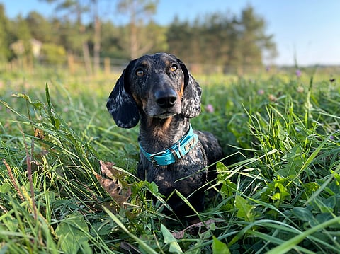 Ravikoira Nipa on Varsinais-Suomen ulkopuolellakin hyvin tunnettu ja seurattu eläinystävä.