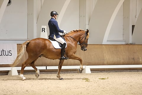 Vekardo liikkui hyvin ja oli kootuin. 