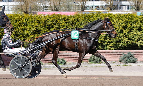 Ennen lauantain finaalia Lil Runner on kilpaillut 15 kertaa. Näistä se on voittanut kolme ja sijoittunut kahdeksan kertaa muille totosijoille.