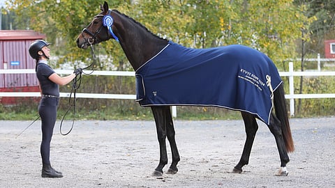 Isakas Valamossa nähtiin eniten kykyä. Sitten oripäivien siitä on myös tullut ruuna. Victoria Aro esittää. 