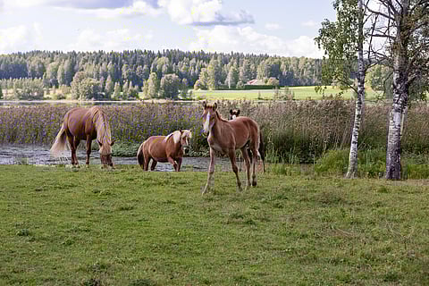 Suomen Hippos hakee kokonaisuudessaan noin kolmea miljoonaa euroa hevoskasvatuksen tukina.