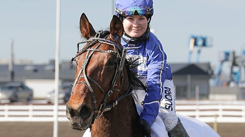 Anne Kankaan valmentama ravihevonen Quite A Lover