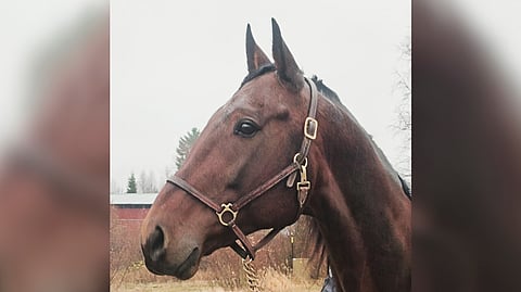 Galileo Am on tulossa starttiin sitten kun hevonen tuntuu riittävän hyvältä.