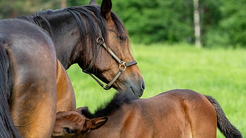 Tamma imettää varsaa