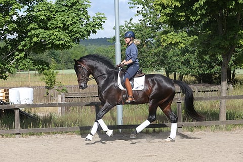 Kuvan Demand ja sen täysiveli Quercus ovat manttelinperijät. 