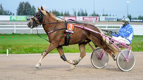 Rebyytti on tähän saakka selättänyt elämän tuomat haasteet kerta toisensa jälkeen. Perjantaina edessä on sen toistaiseksi suurin ravikilpailu, Varsakunkku-finaali Kuopiossa.
