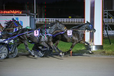 Sofia Evo (3) 4-v. tammojen Kasvattajakruunu