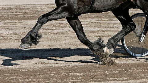 Vuonna 2024 Ruotsissa valmennetuista hevosista oli kylmäverisiä 17 prosenttia.