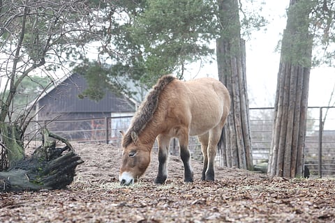 Jo 20-vuotias Sprotte viettää laiskanpulskeaa iltapäivää. Sen tyttären Hannan tilanne on tyystin toinen, se elää 7000 kilometrin päässä villinä ja vapaana ja valmistautuu Mongolian talveen, joka viime vuonna oli erityisen kova. 