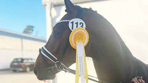 "Gekört" - hyväksytty. Comme Il Me sai oriin luvat ja myytiin. 