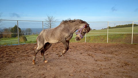 Ennen kuin luet jutun, arvaa tämän hevosen ikä! Kuva on otettu viime maaliskuussa. 