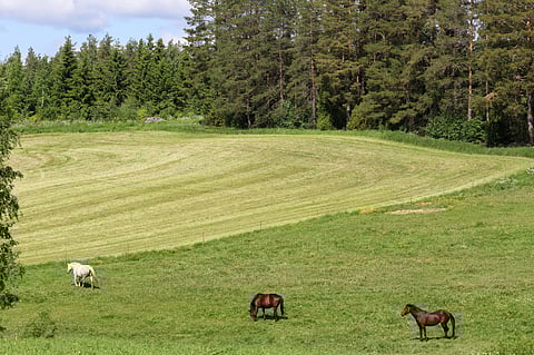 Minkälainen hevostallinpito on mahdollista sinun kunnassasi vuonna 2025? Erno Olkkonen miettii mitä tapahtuu käytännössä, jos määräykset astuvat voimaan: "Rakennukset varmaan saavat olla, mutta miten käy eläinten? Vaikuttanee useimmilla toimintaan, jos etäisyysmääräykset, pinta-alat ja rajoitteet missä saa pitää hevosia, otetaan käyttöön."