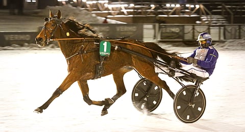 Ravihevonen ja ohjastaja.