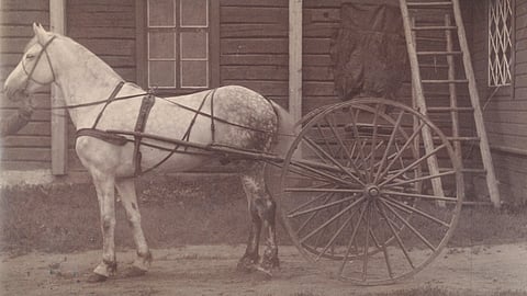 Vuonna 1876 syntynyt valtion ravikilpailuissa menestynyt ori Alarik Tt 590 sai kimovärinsä venäläiseltä emältään, isä oli ruununori Heinävedellä. Useita Alarikin jälkeläistä toisessa tai alemmissa polvissa hyväksyttiin kantakirjaan.