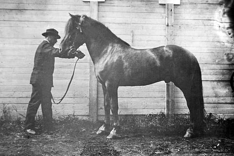 Manu 49 Herman Hietasen esittämänä Kuopiossa Suomen XI yleisessä maanviljelysnäyttelyssä 1906. 