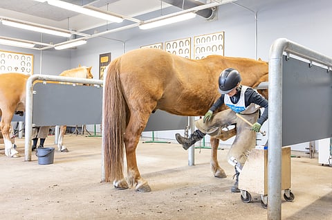 Kengitystehtävässä arviointiperusteina ovat muun muassa hevosen käsittelyn ammattimaisuus, kengityksen työvaiheiden ja työvälineiden tuntemus sekä työn sujuvuus. 