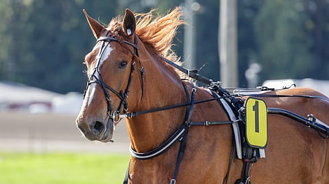 Suomenhevostamma Siruko