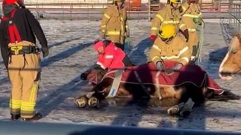 Ratsuruuna Masa kaatui tarhassa, palokunta tuli apuun 