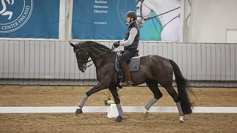Daniel Bachmann Andersen ratsasti Elisabet Ehrnroothin Daytonaa lauantaina Opisto-hallissa. 