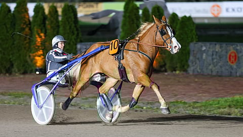 Stallone kilpaili lokakuussa Antti Teivaisen ohjastuksesta Pohjoismaiden mestaruudesta.