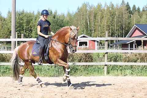 Hiljalan Fantom osallistuu Justina Vanagaiten klinikkaan Wesundassa ainoana suomenhevosena.  Nyt tarvitaan työkaluja, sillä kisakaudesta on tulossa kattava. 