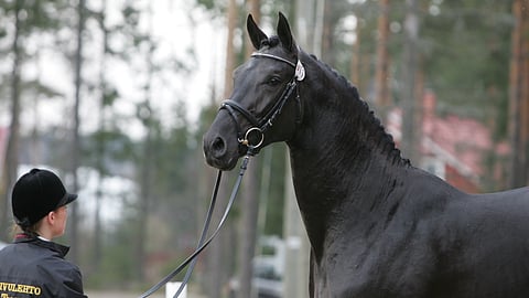 Elämän hevonen nuoruutensa kukoistuksessa. 