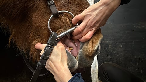 Tutkimukseen osallistui yli 400 suomalaista hevosta.