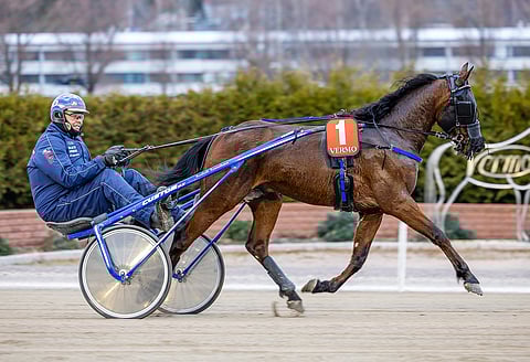 Piccolo Cocktailille alkukauden kilpailut ovat olleet menestyksekkäitä harjoitteita kilpailuihin tuntuman ottamiseen.