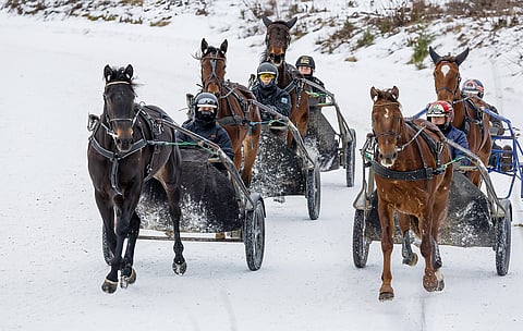 Tapio Perttusen kolmevuotisryhmässä vasemmalla jonossa Sahara Victorious, Aro’s Eminent ja Might Be Miranda. Oikealla Tearsforfears ja Like My Dream.