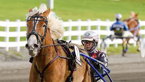Larkko ei ole treeneissä hiittihai, mutta terävöityy kilpailuihin ja on vauhdikas heti alkumetreistä lähtien. Perjantaina rattailla nähdään Santtu Raitala.